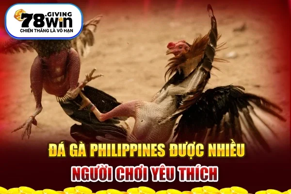 Đá gà Philippines được nhiều người chơi yêu thích 