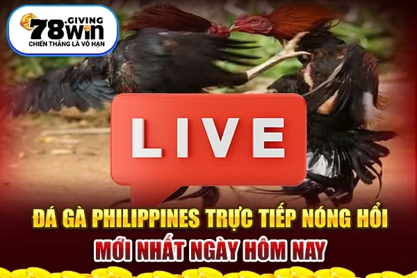 Đá Gà Philippines: Trực Tiếp Nóng Hổi Mới Nhất Ngày Hôm Nay