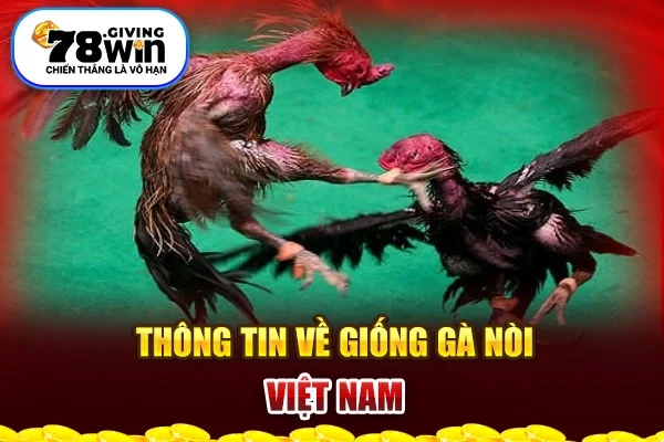 Thông tin về giống gà nòi Việt Nam 