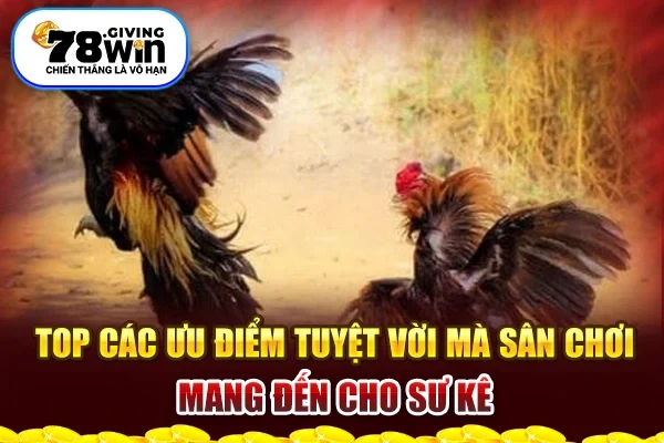 Top các ưu điểm tuyệt vời mà sân chơi mang đến cho sư kê